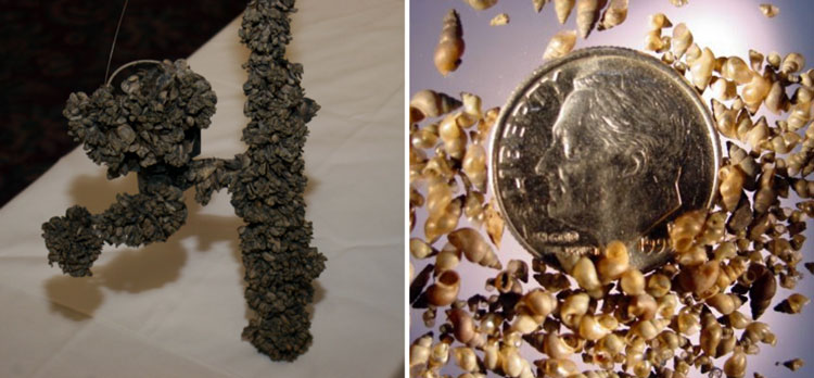Help stop the spread of harmful invasive species