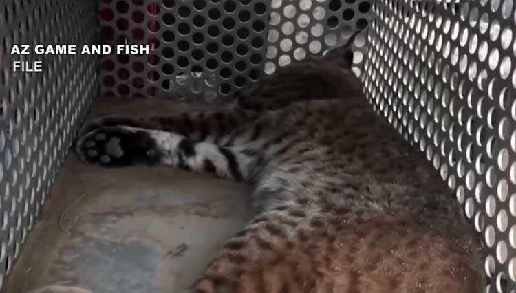 Rabies confirmed in bobcat near Timber Campground north of Globe