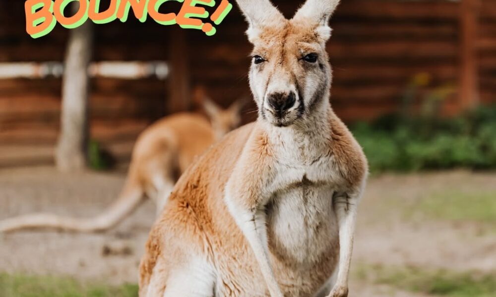 It’s Friday, let’s bounce! #friday #happy #happyday #happyfriday #tgif